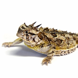 Horned lizard that looks more like a frog sprawled out on a white background