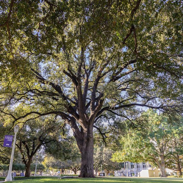 Heritage Tree