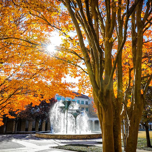 fall trees